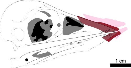 Figure 3. Reconstruction of the rhampotheca (‘soft beak’) of Confuciusornis from Figure 2. Dotted lines and grey areas are missing or unclear details in the fossil. The pink shape is the current position of the rhamphotheca, the red shape is its original position in life. Image credit: Case Vincent Miller & Michael Pittman.